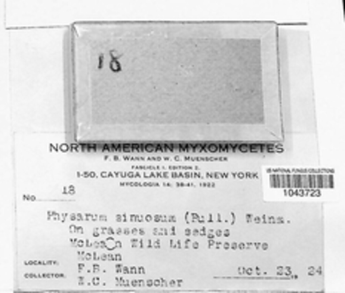 Physarum sinuosum image